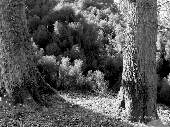 Bois des Moutiers (135) mars 2012